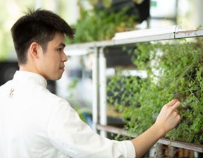 Chef picking fresh herbs